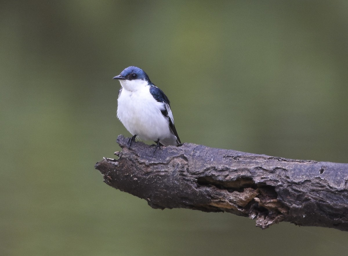 White-winged Swallow - ML615942407