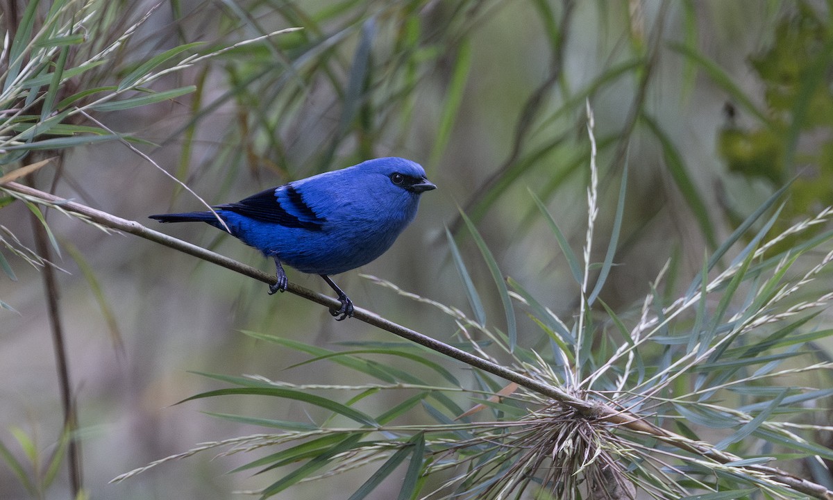 Blue-and-black Tanager - ML615942428