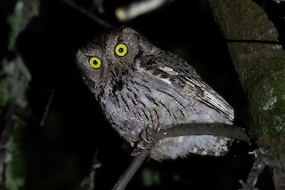 Western Screech-Owl