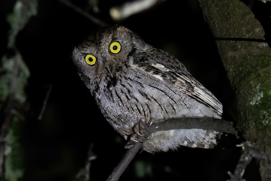 Western Screech-Owl