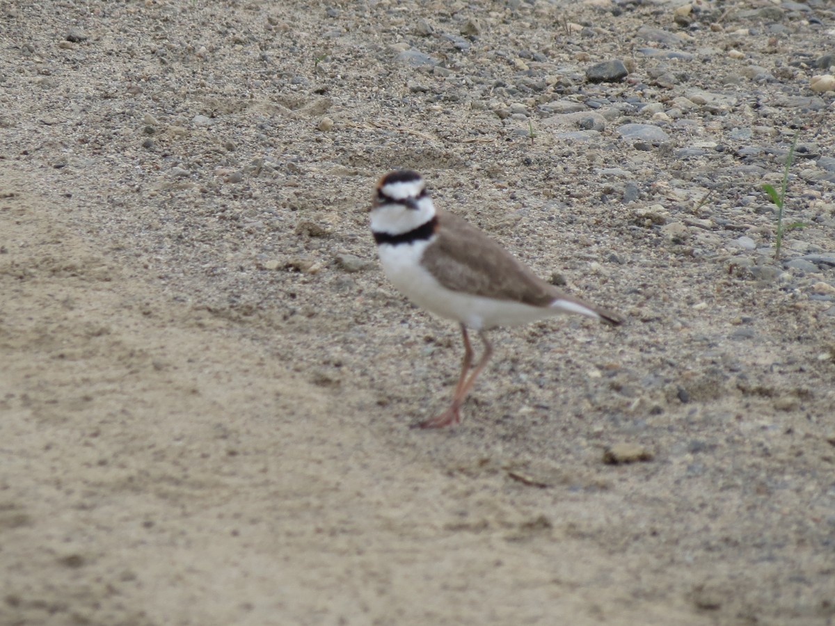 Collared Plover - ML615942726