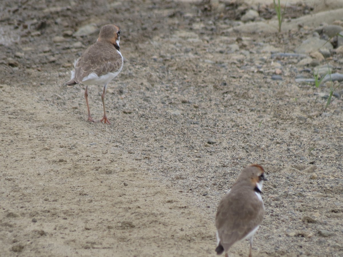 Collared Plover - ML615942727