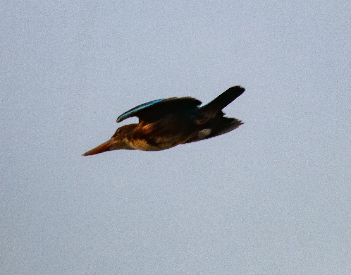White-throated Kingfisher - ML615942753
