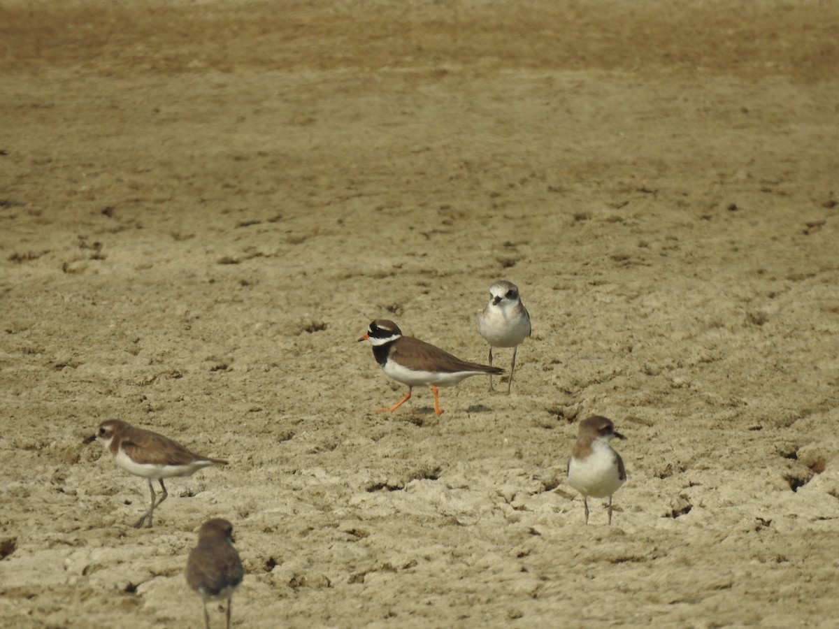 Common Ringed Plover - ML615942777
