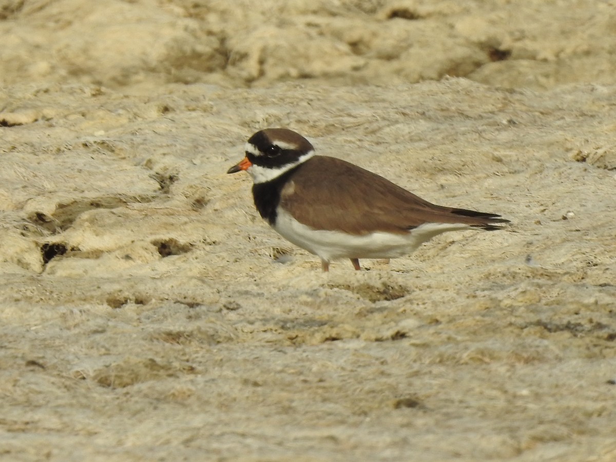 Common Ringed Plover - ML615942778