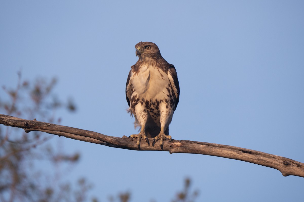 Red-tailed Hawk - Sandeep Biswas
