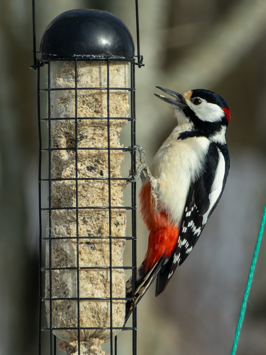 Great Spotted Woodpecker - Eero Rasi