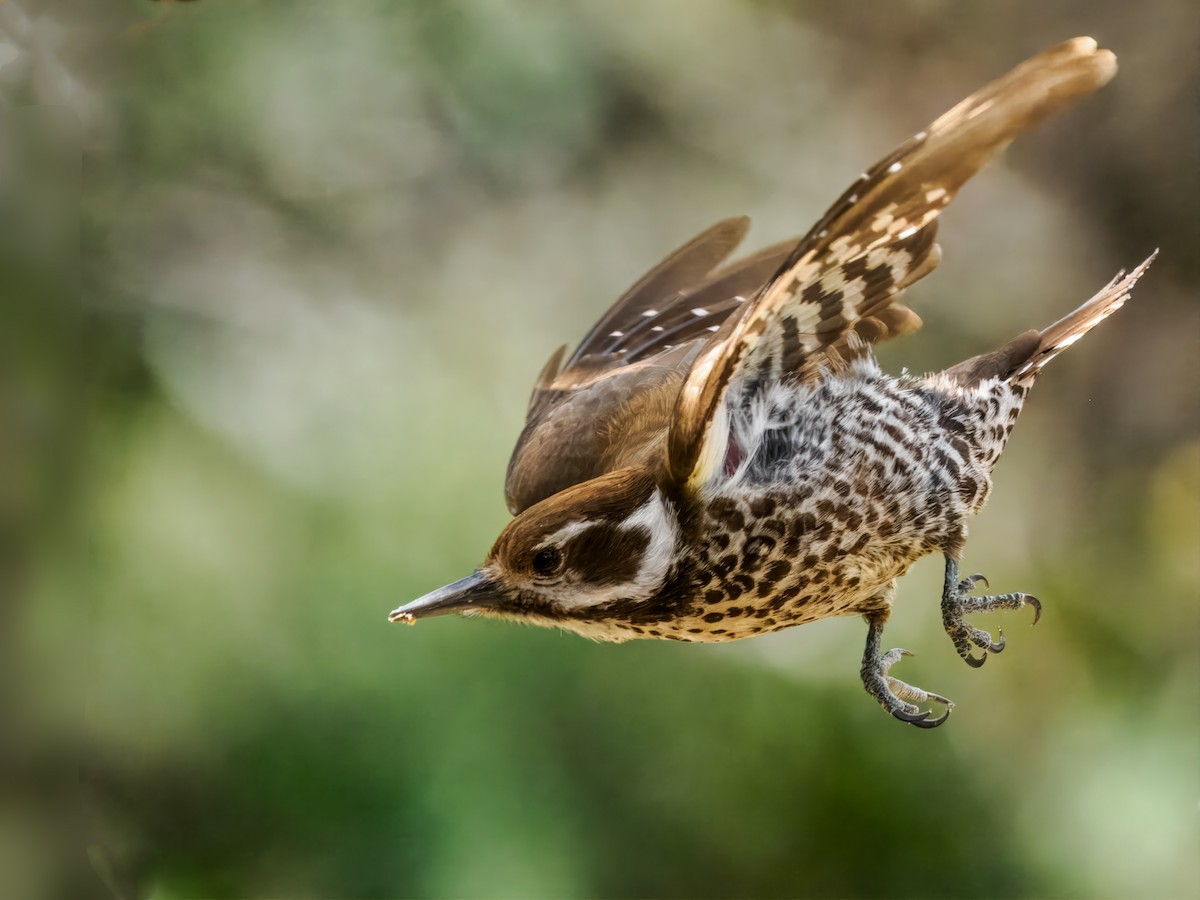 Arizona Woodpecker - Steven Meisel
