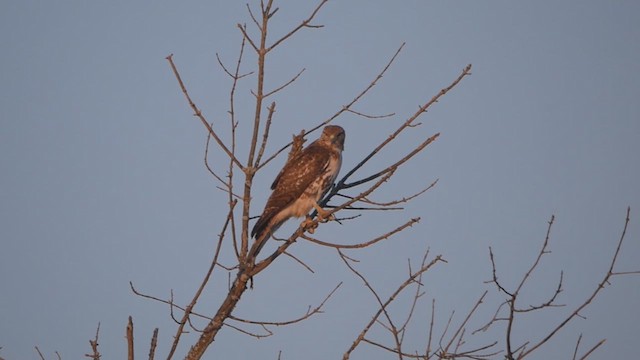 Red-tailed Hawk - ML615943011