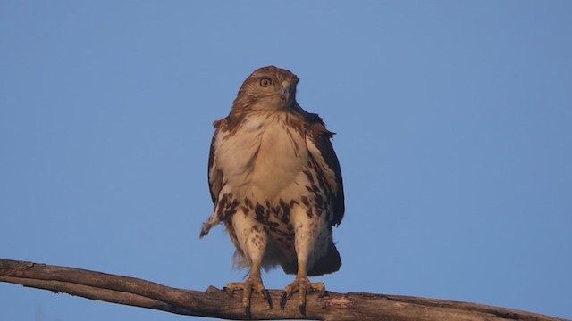 Red-tailed Hawk - ML615943019