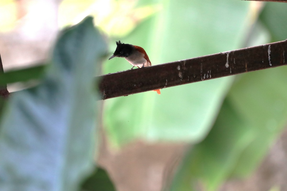 paradise-flycatcher sp. - ekkachai cheewaseleechon