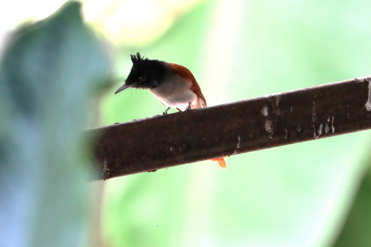 paradise-flycatcher sp. - ekkachai cheewaseleechon