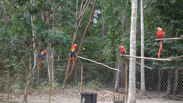 Scarlet Macaw - ML615943195