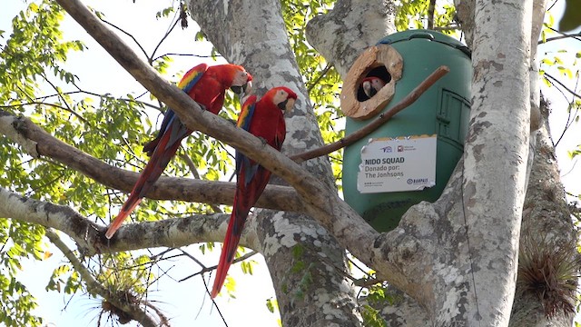 Scarlet Macaw - ML615943211