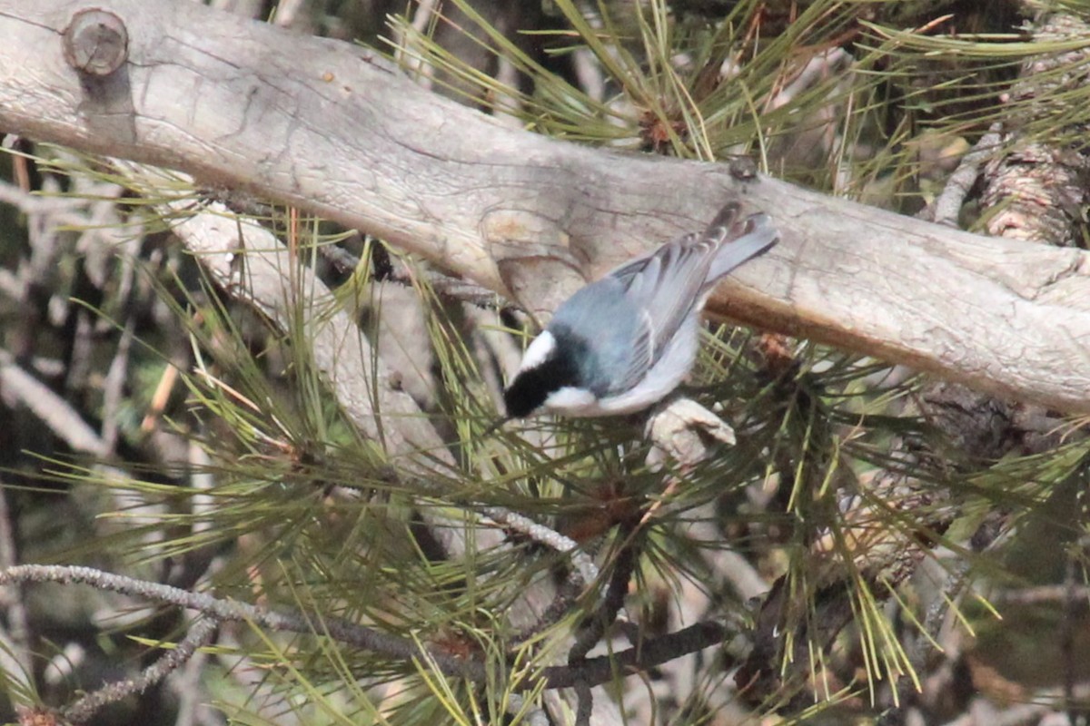 White-breasted Nuthatch - ML615943325