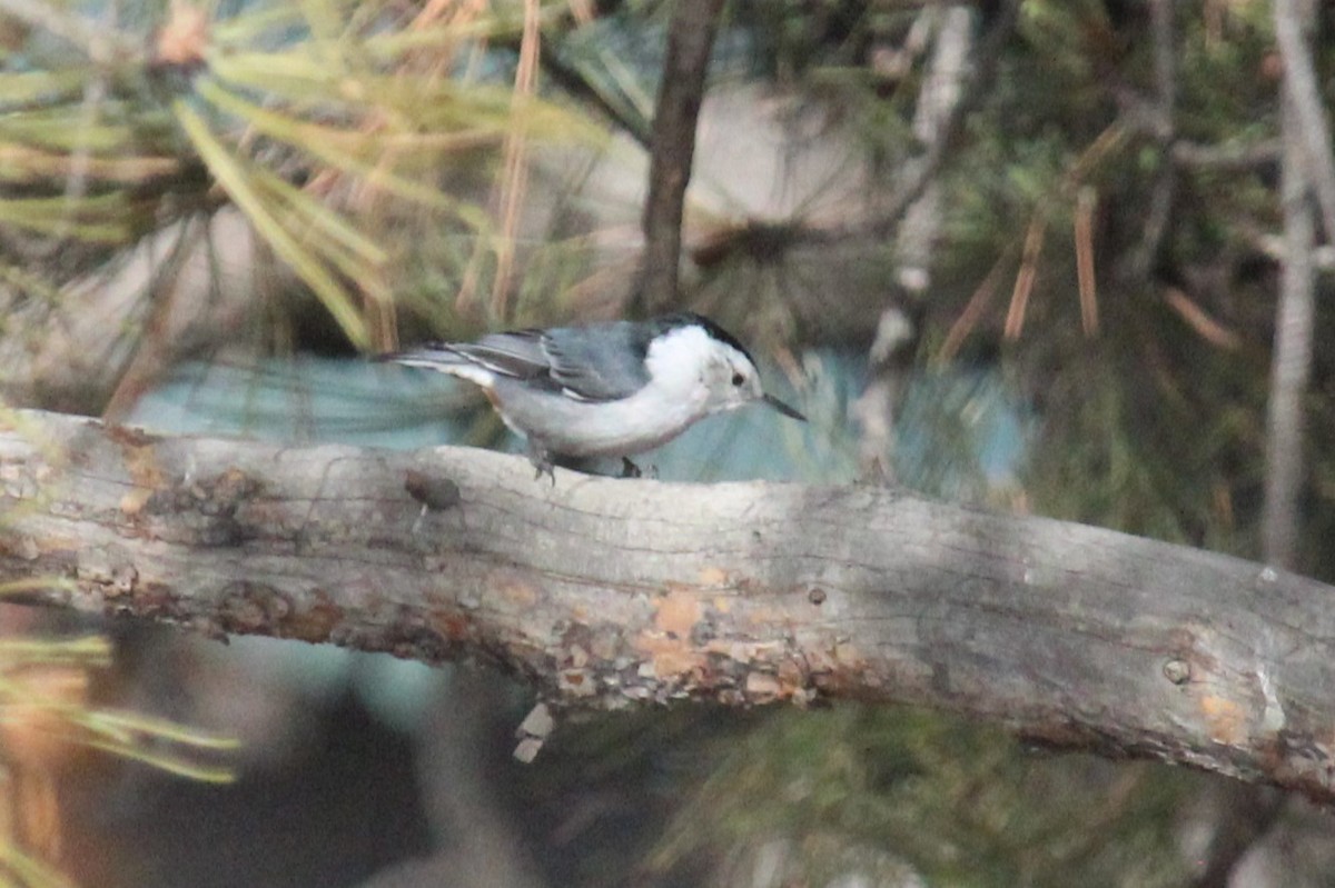 White-breasted Nuthatch - ML615943326