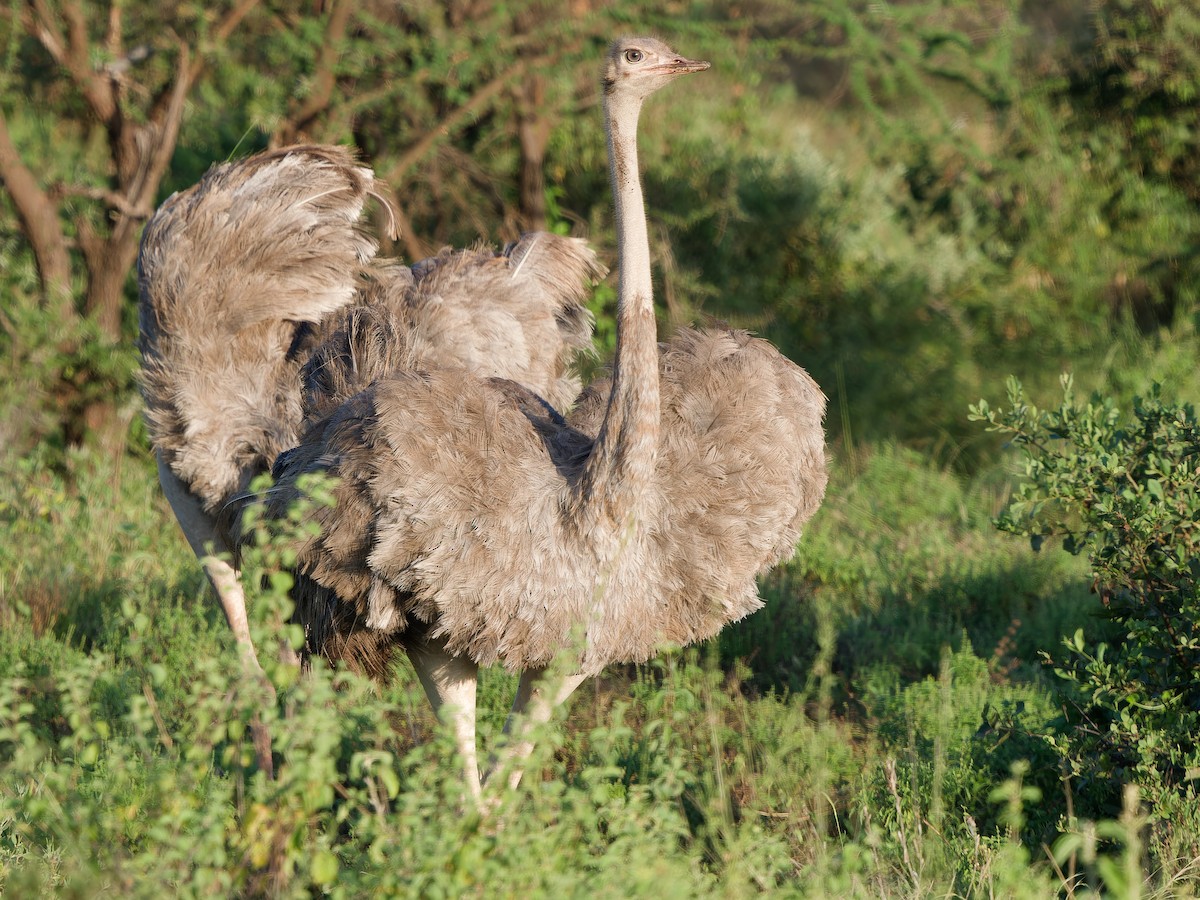 Somali Ostrich - Michael Zieger