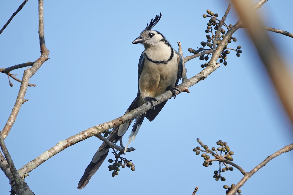 White-throated Magpie-Jay - mc coburn