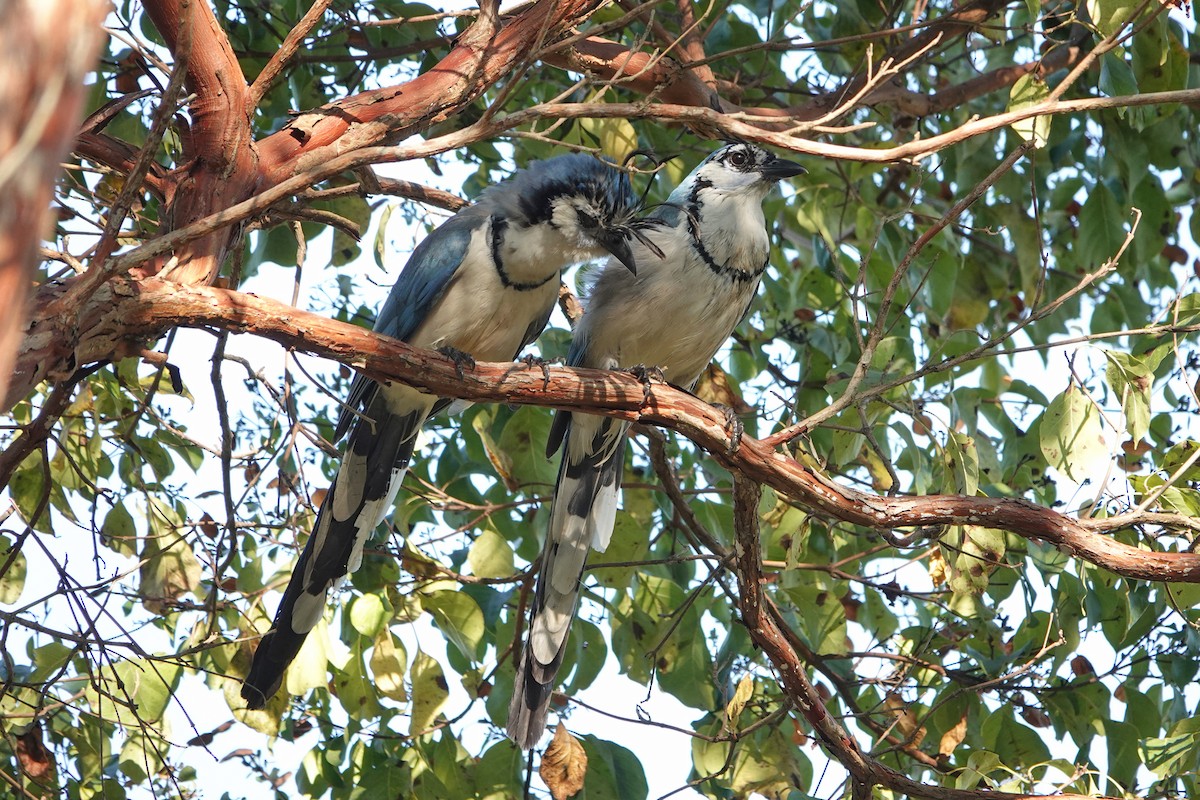 White-throated Magpie-Jay - ML615943557