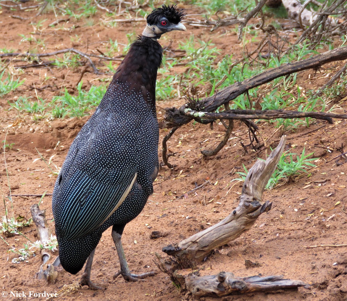 Southern Crested Guineafowl - Nicholas Fordyce - Birding Africa
