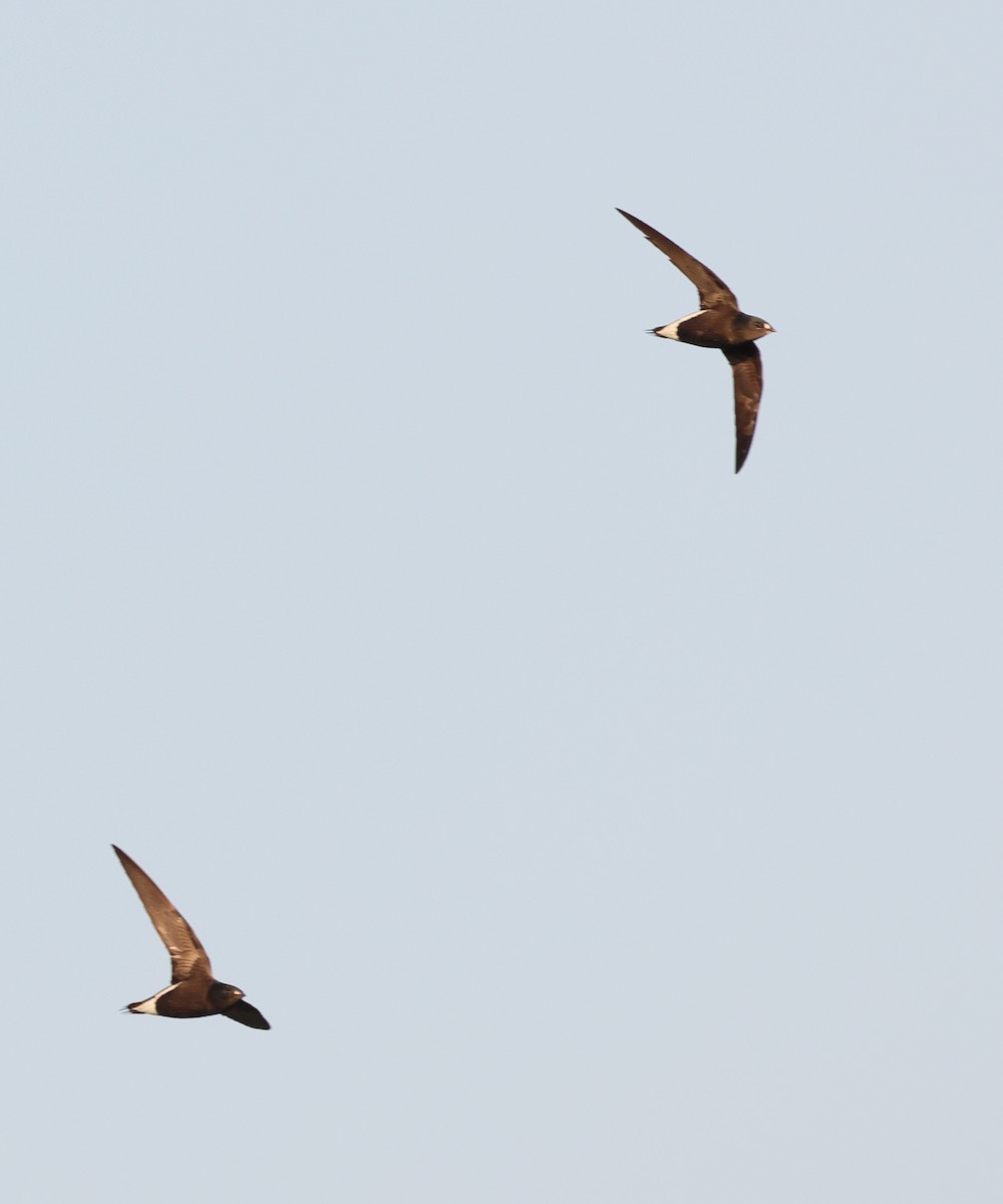 Brown-backed Needletail - ML615943809