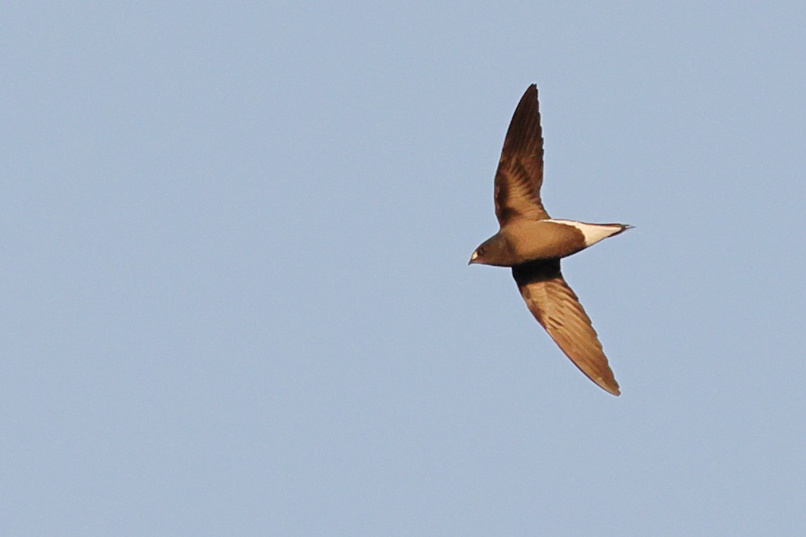 Brown-backed Needletail - ML615943810