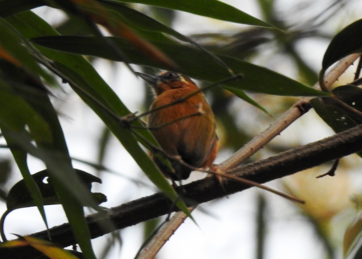 White-browed Piculet - ML615943839
