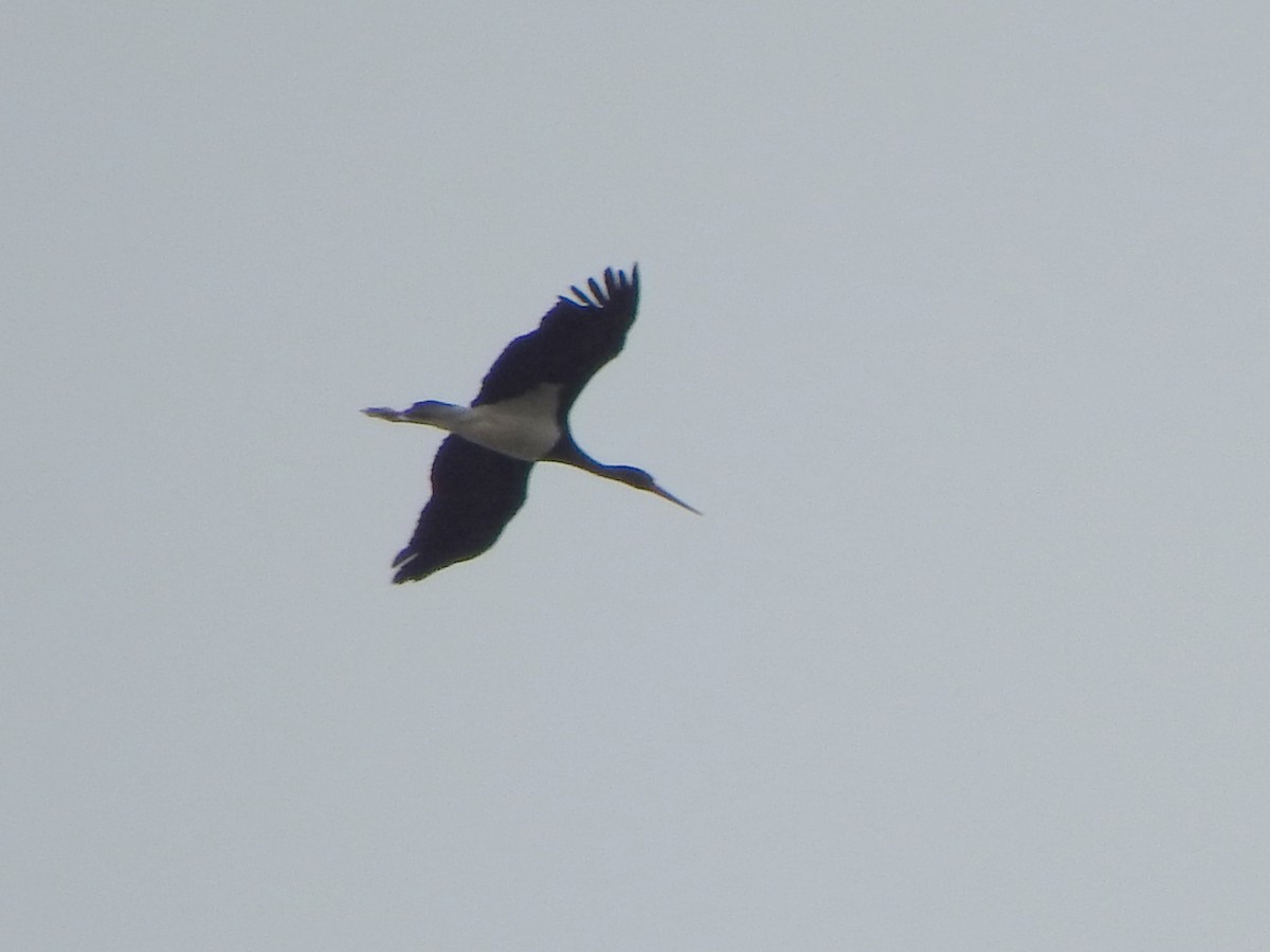 Black Stork - ML615944089