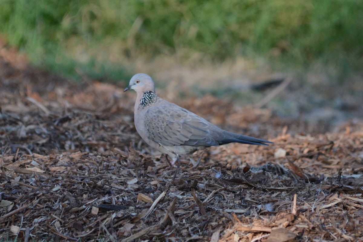 Spotted Dove - ML615944095