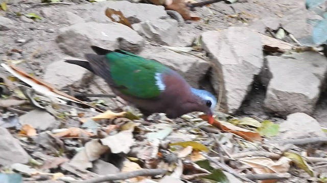 Asian Emerald Dove - ML615944119