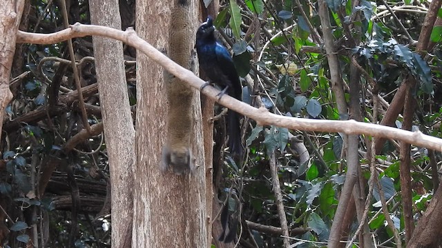 Greater Racket-tailed Drongo - ML615944126