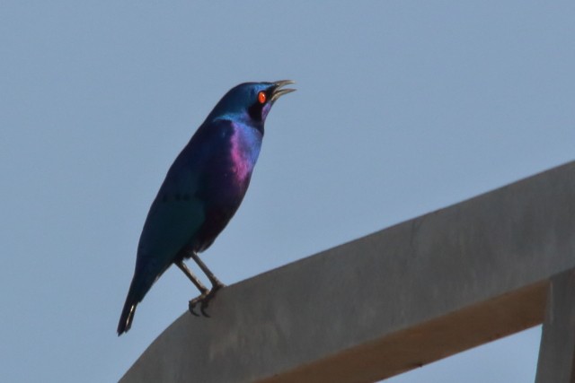 Bronze-tailed Starling - ML615944292