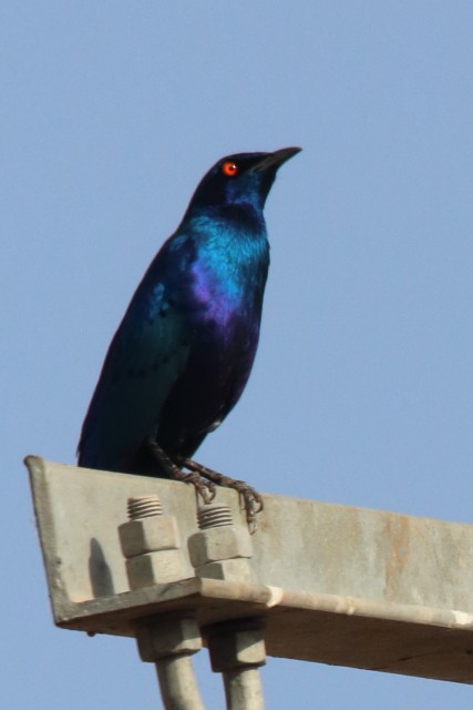 Bronze-tailed Starling - ML615944293