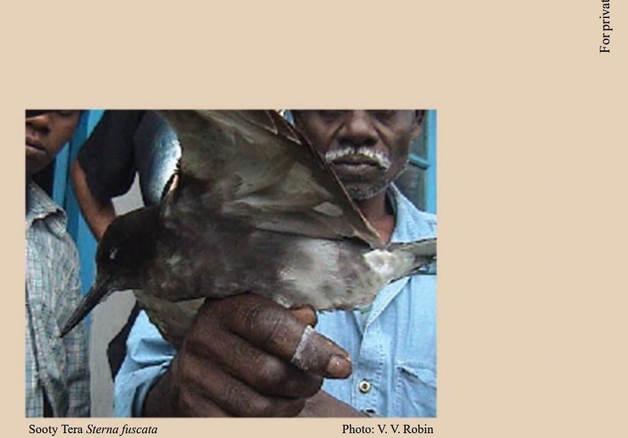Sooty Tern - Tamilbirds (Group Account)