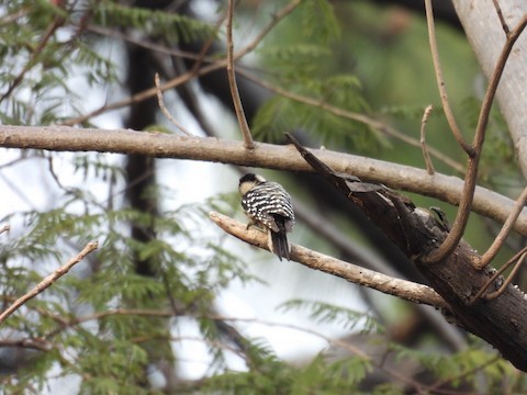 Gray-capped Pygmy Woodpecker - ML615944634