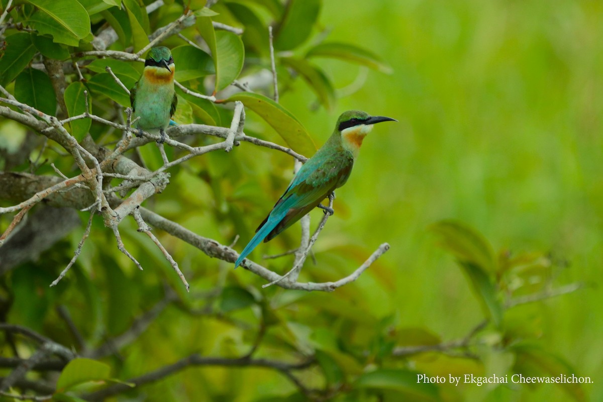 Blue-tailed Bee-eater - ML615944641