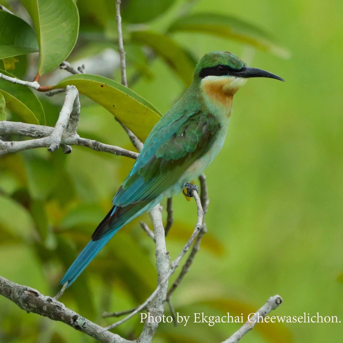Blue-tailed Bee-eater - ML615944642
