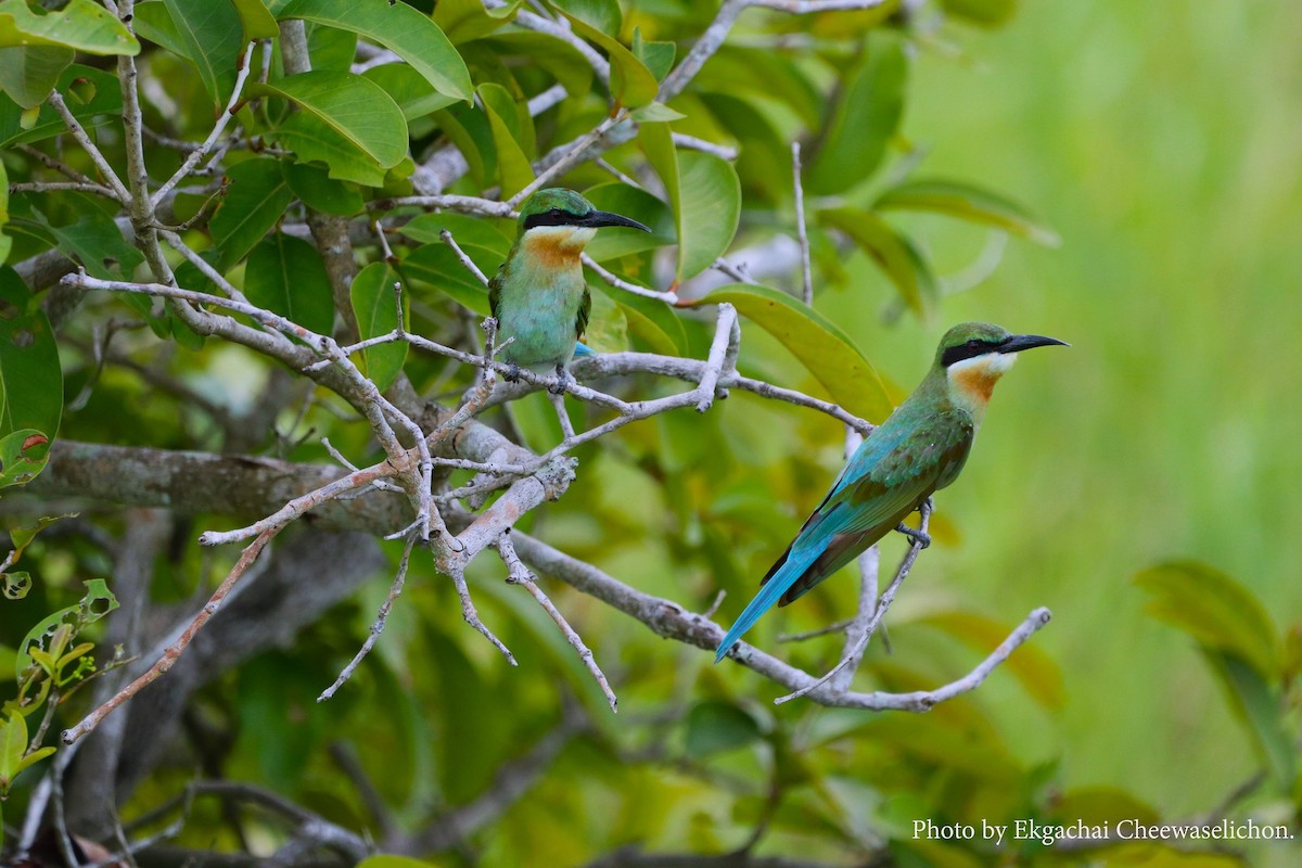 Blue-tailed Bee-eater - ML615944643