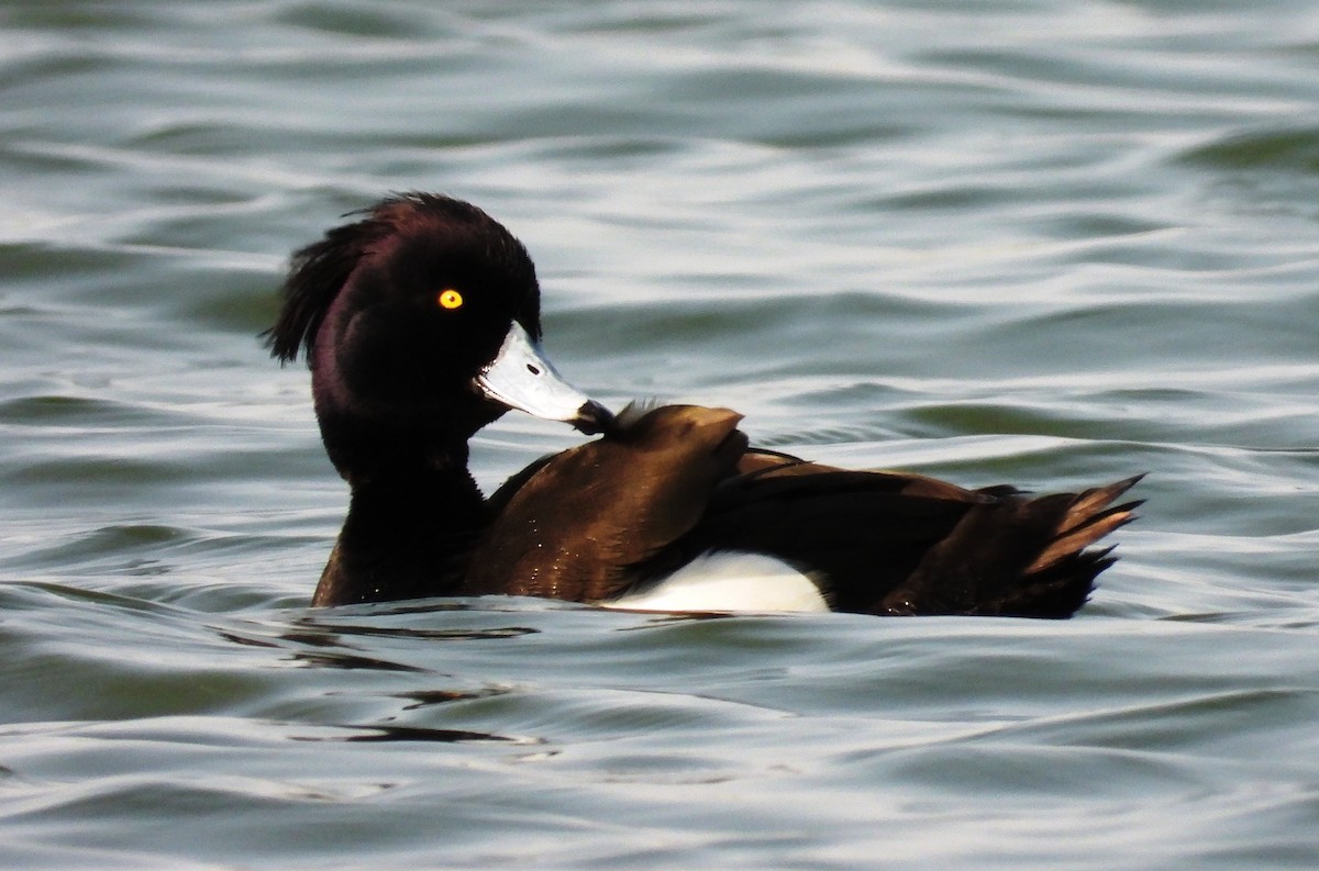 Tufted Duck - ML615944790