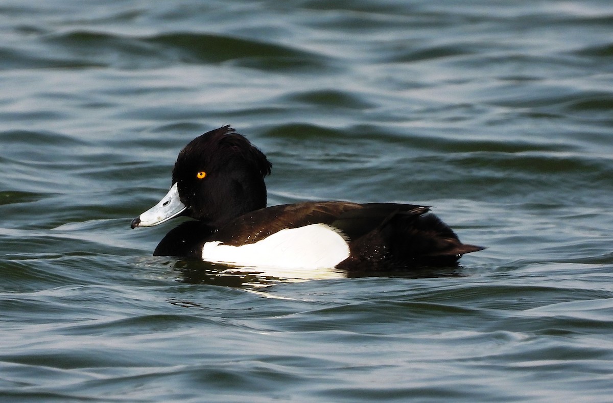 Tufted Duck - ML615944791
