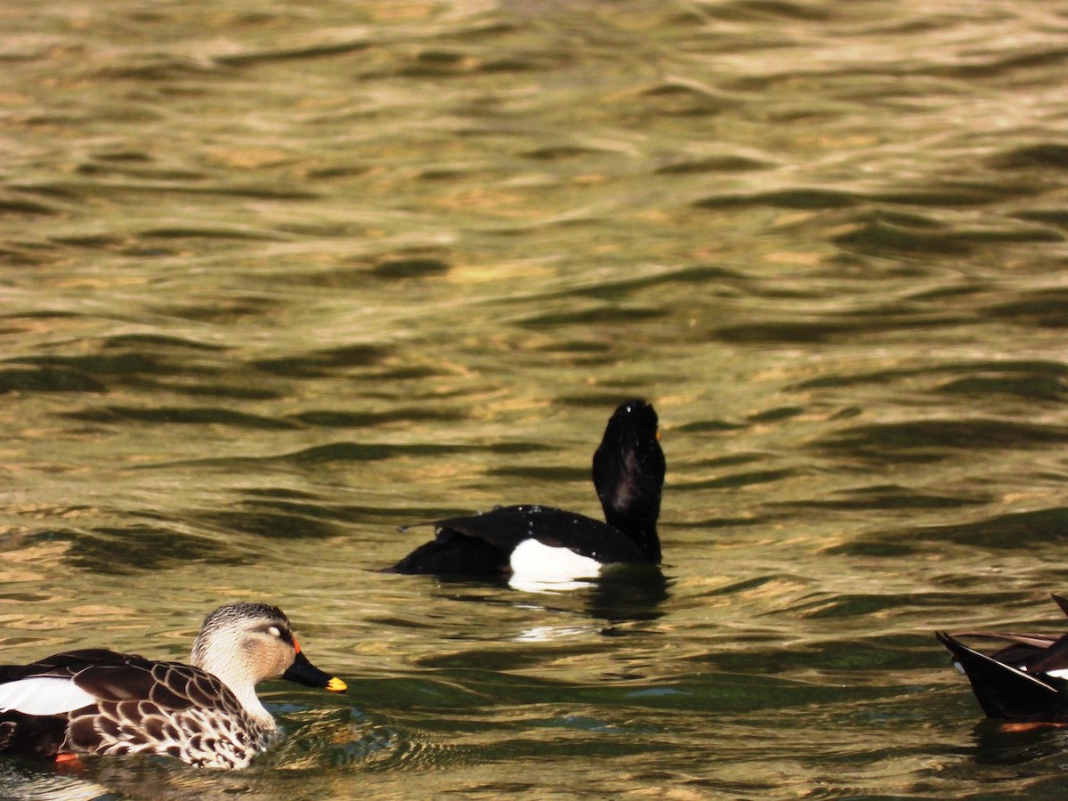Tufted Duck - ML615944792