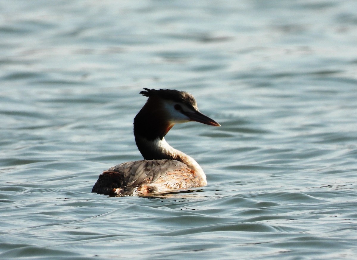 Great Crested Grebe - ML615944806