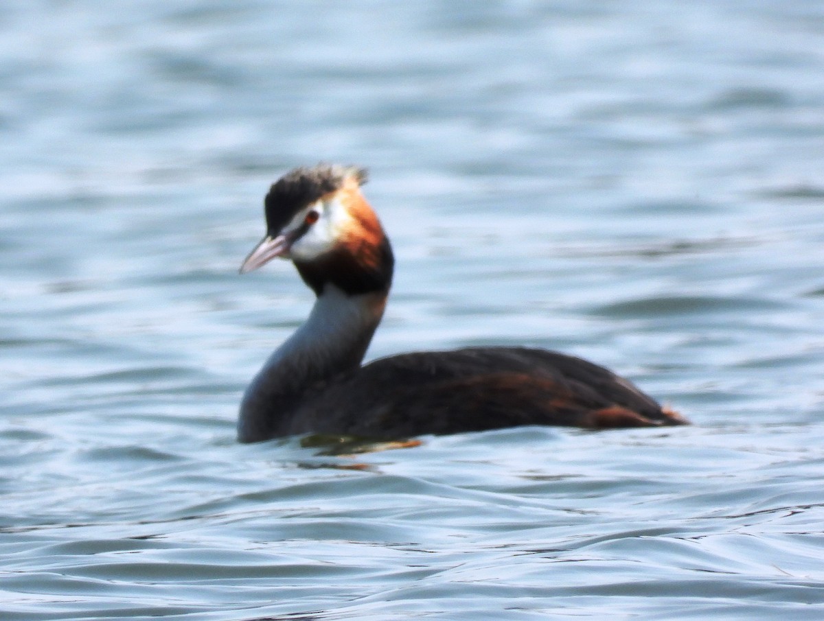 Great Crested Grebe - ML615944807