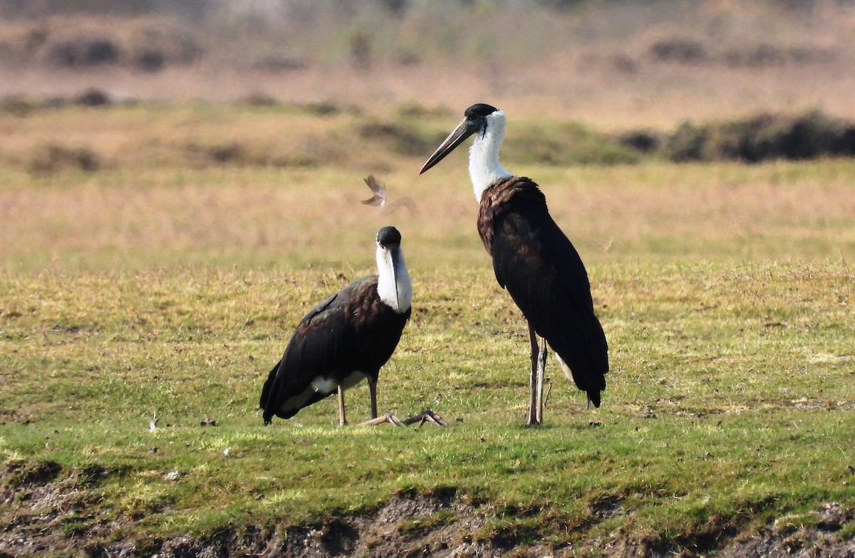 Asian Woolly-necked Stork - ML615944824