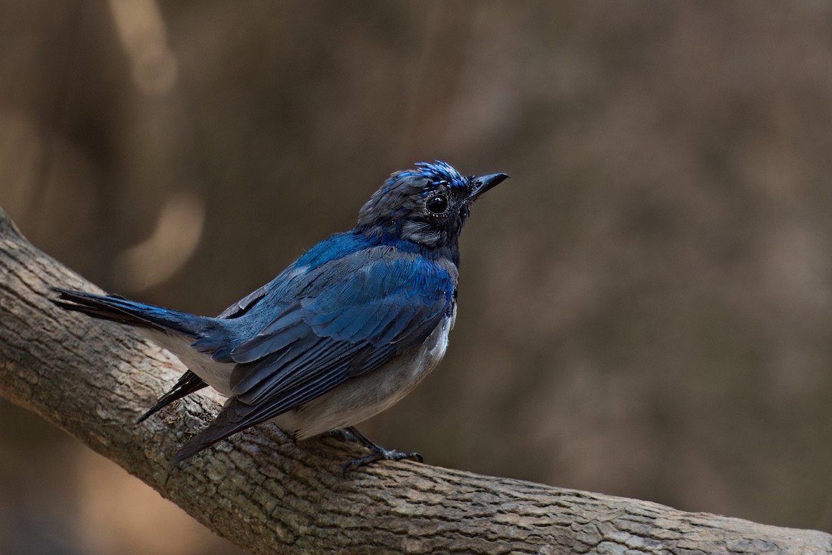 Blue-and-white Flycatcher - ML615944896