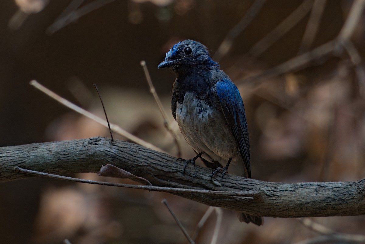 Blue-and-white Flycatcher - ML615944897