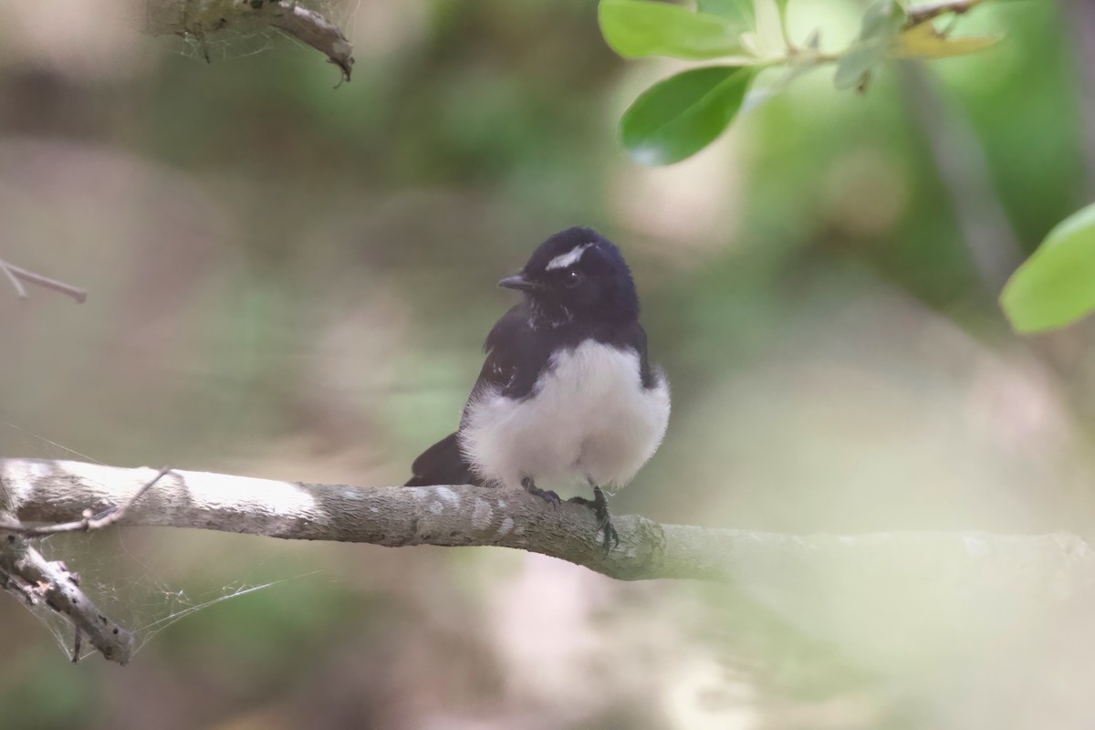 Willie-wagtail - ML615944913