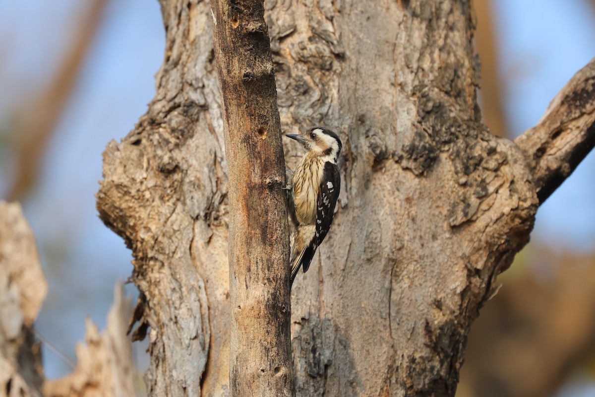 Gray-capped Pygmy Woodpecker - ML615945083