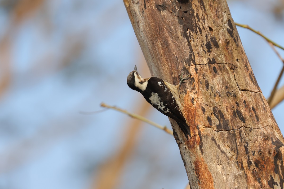 Gray-capped Pygmy Woodpecker - ML615945096