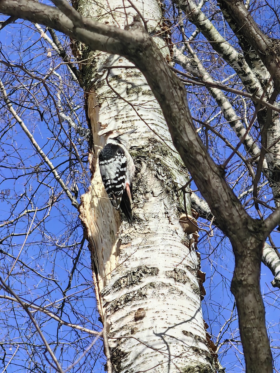 White-backed Woodpecker - ML615945109